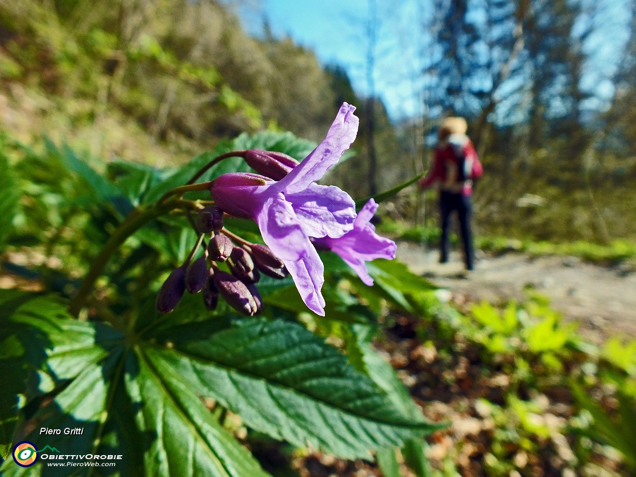 14 Fiori di ....JPG